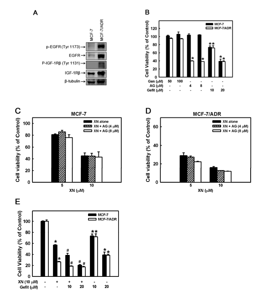 EGFR 및 IGF-1R이 과발현되는 MCF-7/ADR 세포에서 XN 과 gefitinib 혹은 AG1024 세포생존률의 상승효과