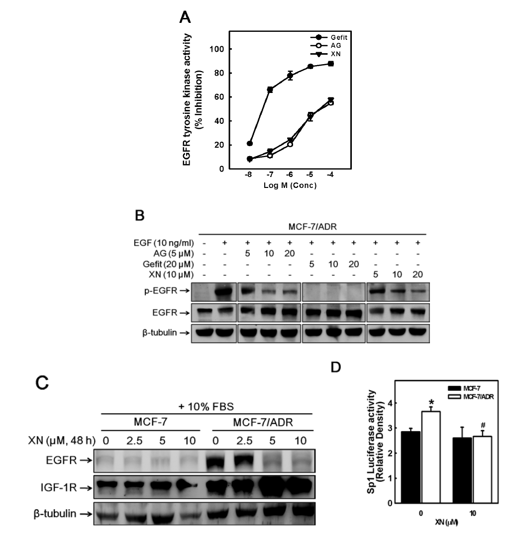 EGFR tyrosine kinase activity, Sp1 transcriptional acitivity 및 EGFR 발현에 대한 XN의 억제 효능