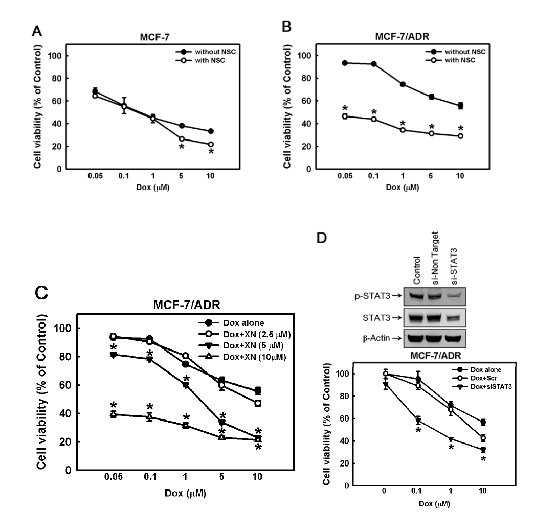 XN에 의한 MCF-7/ADR 세포의 doxorubin의 민감화 회복 효과