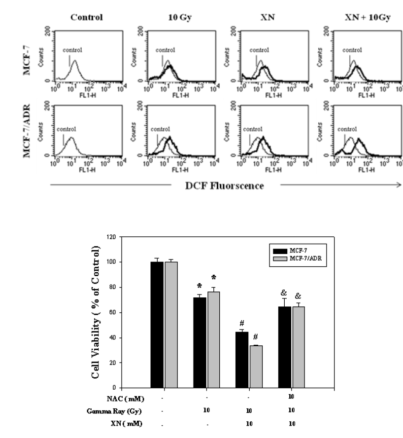 Xanthohumol 및 방사선에 의해 발생된 ROS 와 MCF-7 및 MCF-7/ADR 세포 생존률 감소의 연관성