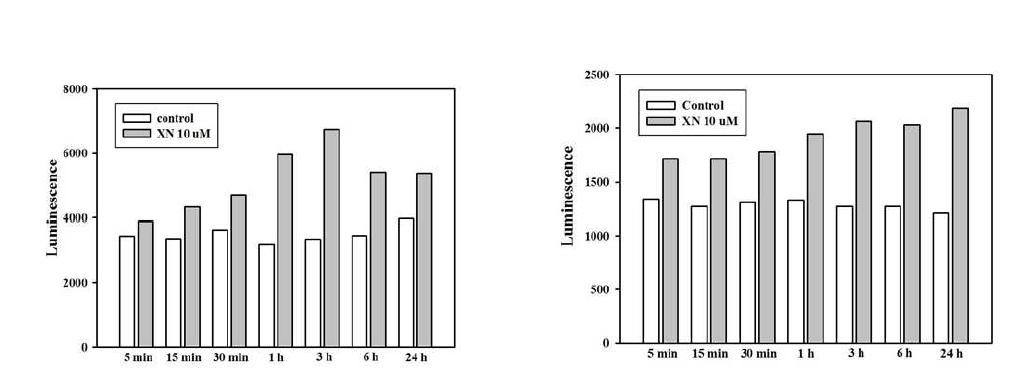 Xanthohumol 처리에 의한 MCF-7 및 MCF-7/ADR 세포에서 시간에 따른 ROS 증가