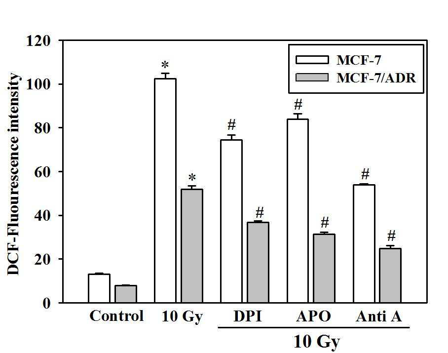 MCF-7 및 MCF-7/ADR 세포내 방사선에 의해 유도된 ROS 생산에 대한 DPI, Anti A의 억제 효능