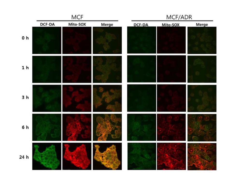 유방암 MCF-7 alc MCF-7/ADR 세포에서 DCF-DA 및 Mito-SOX에 의한 방사선 조사 후 시간별에 따른 ROS 생산