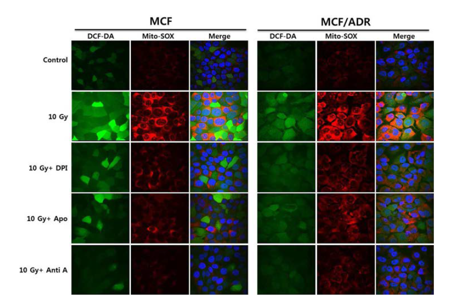 MCF-7 및 MCF-7/ADR 세포 내 방사선에 의해 유도된 mitochondria ROS 생성에 대한 DPI, Anti A 억제 효과