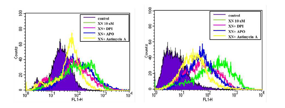 Xanthohumol 과 DPI, APO 및 AA 병용 처리 시 MCF-7 및 MCF-7/ADR 세포의 ROS 발생 비교