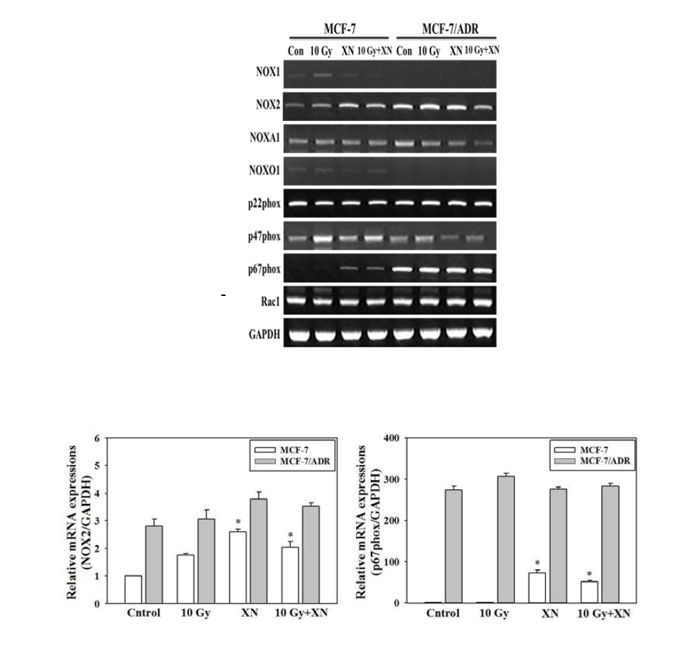 방사선에 의한 MCF-7 및 MCF-7/ADR 세포에 대한 Nox 구성요소인 mRNA 발현 영향