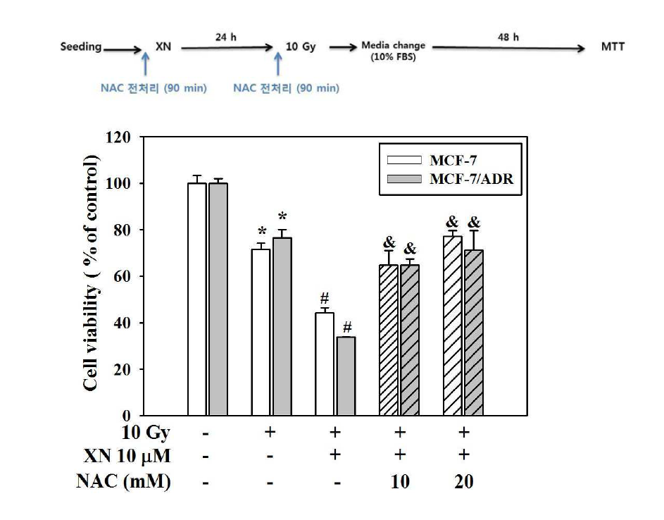 Xanthohumol 및 방사선 병용 처리된 MCF-7 및 MCF-7/ADR 세포에 N-acetylcystein (NAC)의 세포 사멸 억제 효능