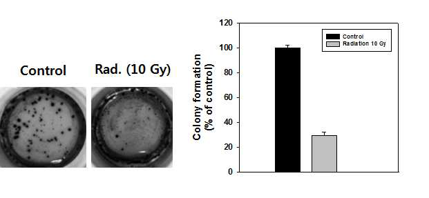 MDA-MB-231 사람 유방암 세포의 감마선에 의한 colony forming 능력 억제.