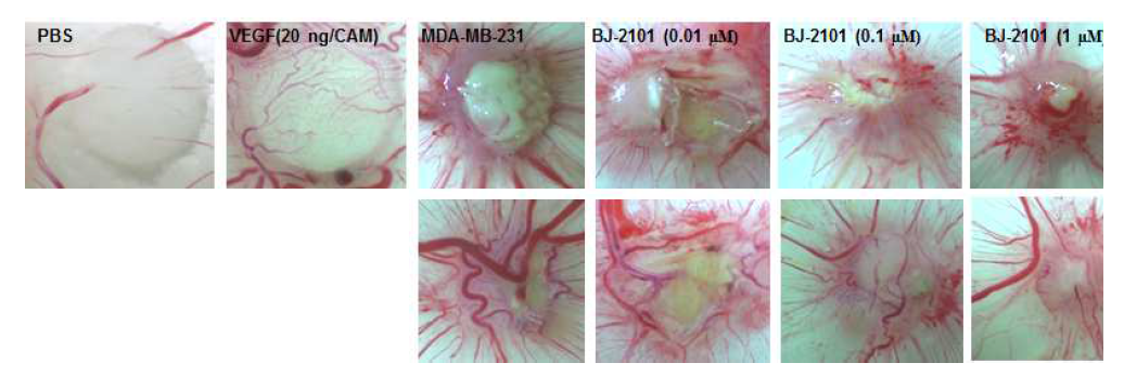MDA-MB-231 유방암 세포를 접종시킨 CAM 모델에서 BJ-2101 화합물의 혈관생성 억제 및 종양 성장 억제