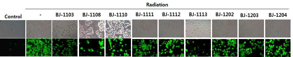 감마선이 유도된 MDA-MB-231 유방암 세포- 혈관내피세포 부착에 대한