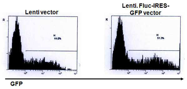 GFP 유전자 발현 측정