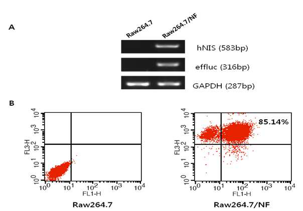 RT-PCR과 유세포 분석으로 NIS/effluc 유전자 발현정도 분석