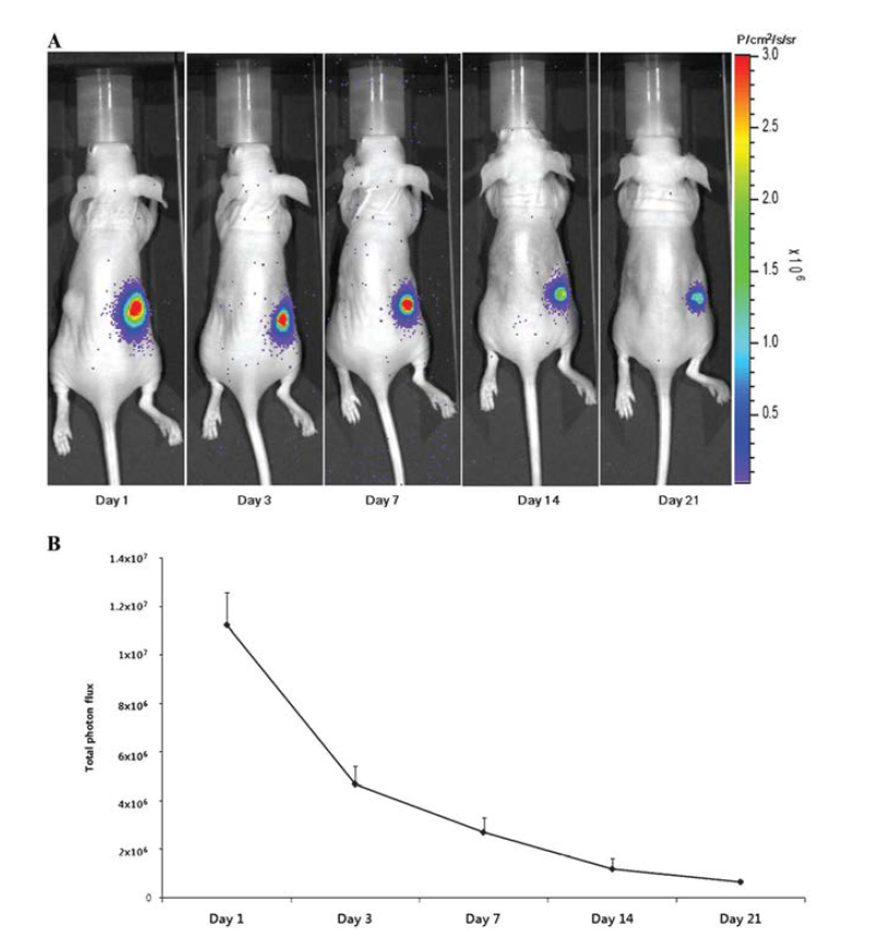 Imaging NF-Effluc Survival in living Mice