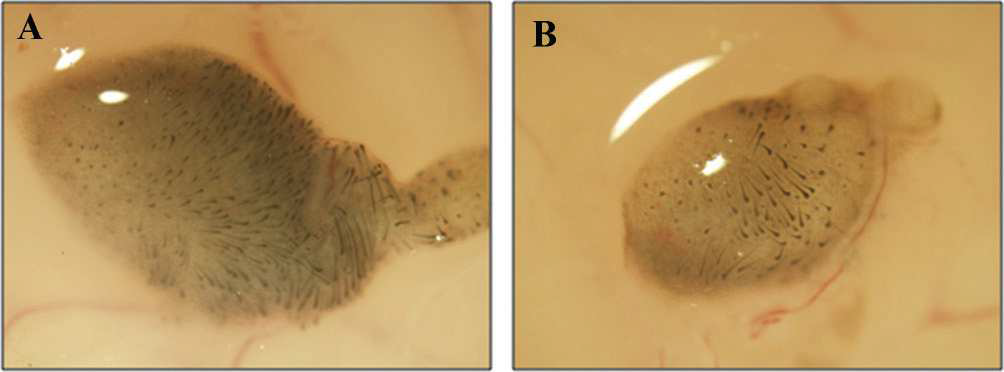 microscopic evaluation of hair generation following inoculation of newborn mouse fibroblast (NFs) (A) or NFs expressing enhanced firefly luciferase (NF-effluc) (B)