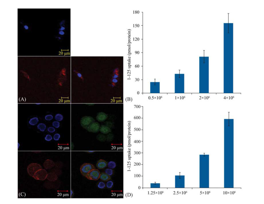 NIS발현 미분화성 암세포주와 Rat정상 갑상선세포 (FRTL)에서 NIS 단백의 기능적 분석