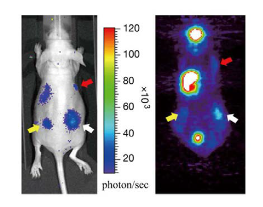 ARO-NIS 세포 및 종양모델에서 Cerenkov 발광영상 분석 (I-124, microPET, 생체광학영상장비)