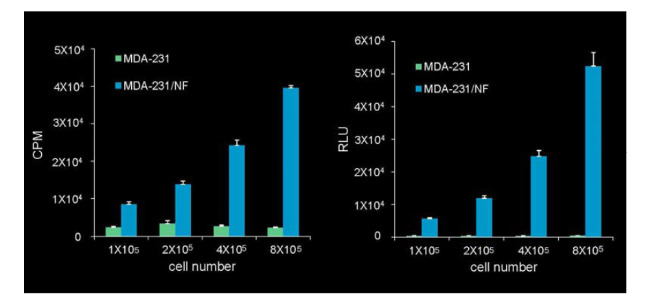 Luciferase assay and I-125 uptake assay in MDA-MB231/NIS-Fluc cells
