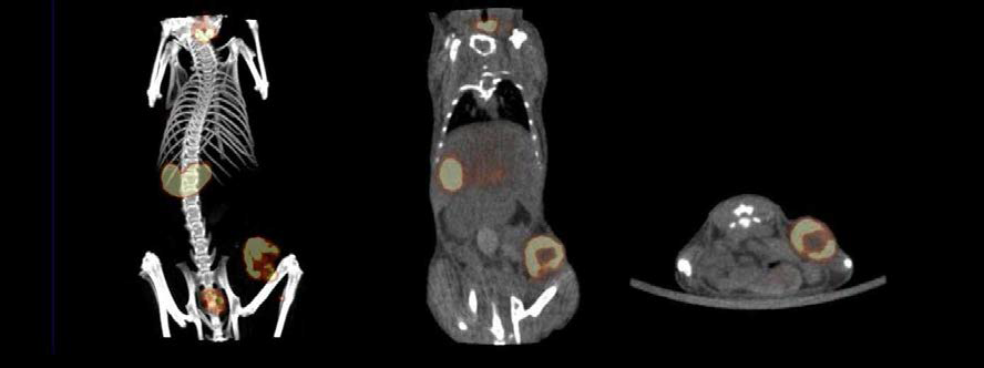 Animal SPECT/CT imaging with Tc-99m in MDA-MB231/NIS-Fluc tumor model