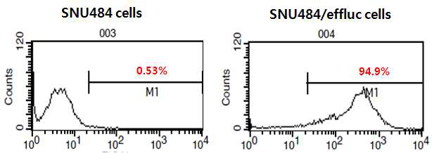 Establishment of SNU484-effluc cells