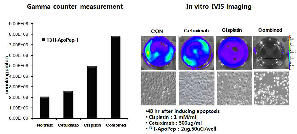 SNU 484-effluc cells에 cetuximab, cisplatin, 병용 처치 후 131I-Apopep-1 섭취율 측정 및 in vitro bioluminescent imaging