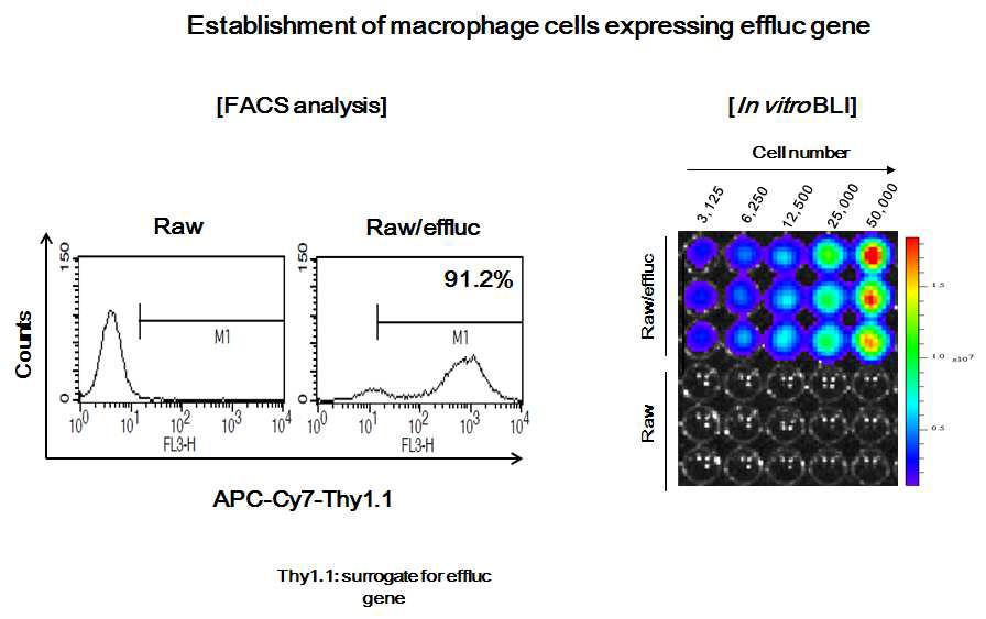 in vitro BLI imaging of macrophage/effluc