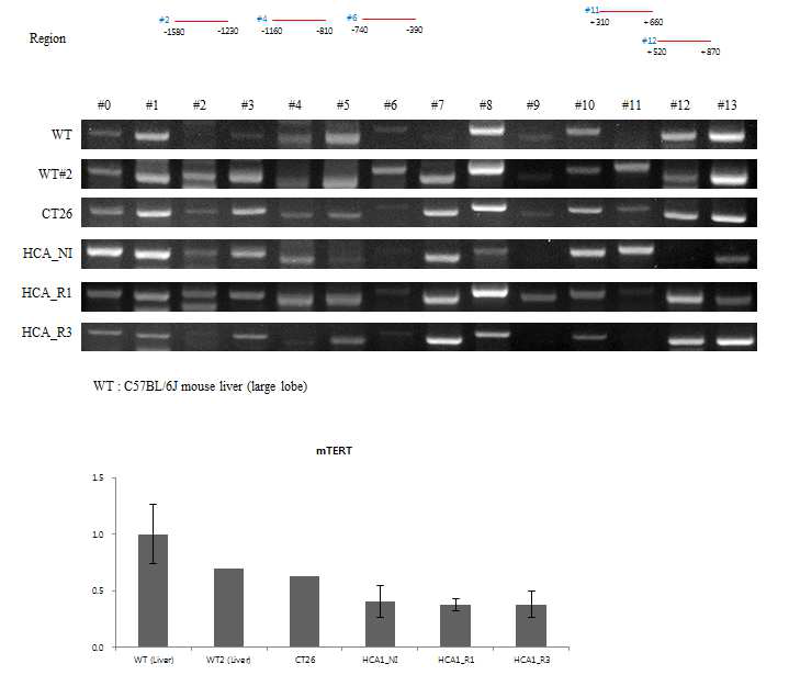 방사선 조사 후 in vivo상의 HCA1 (murine hepatocarcinoma)의 mTERT 유전 자의 히스톤 methylation (H3K27me3) 및 유전자 발현 변화