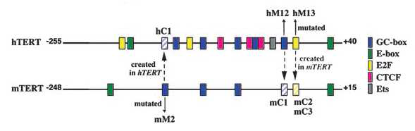 hTERT와 mTERT 유전자의 프로모터 영역의 차이