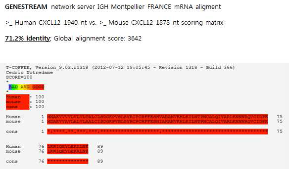 쥐와 사람의 CXCL12 mRNA 및 단백질 서열의 유사성 분석