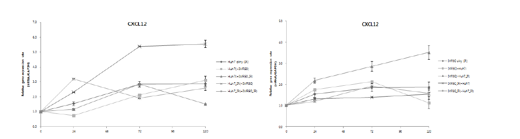 방사선 조사 이후 공배양된 Huh7 암세포주 및 IMR90 정상세포에서의 CXCL12 유전자의 발현정도 분석