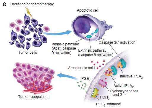 방사선에 의해 사멸된 종양세포가 분비 하는 PGE2에 의한 종양 세포의 repopulation