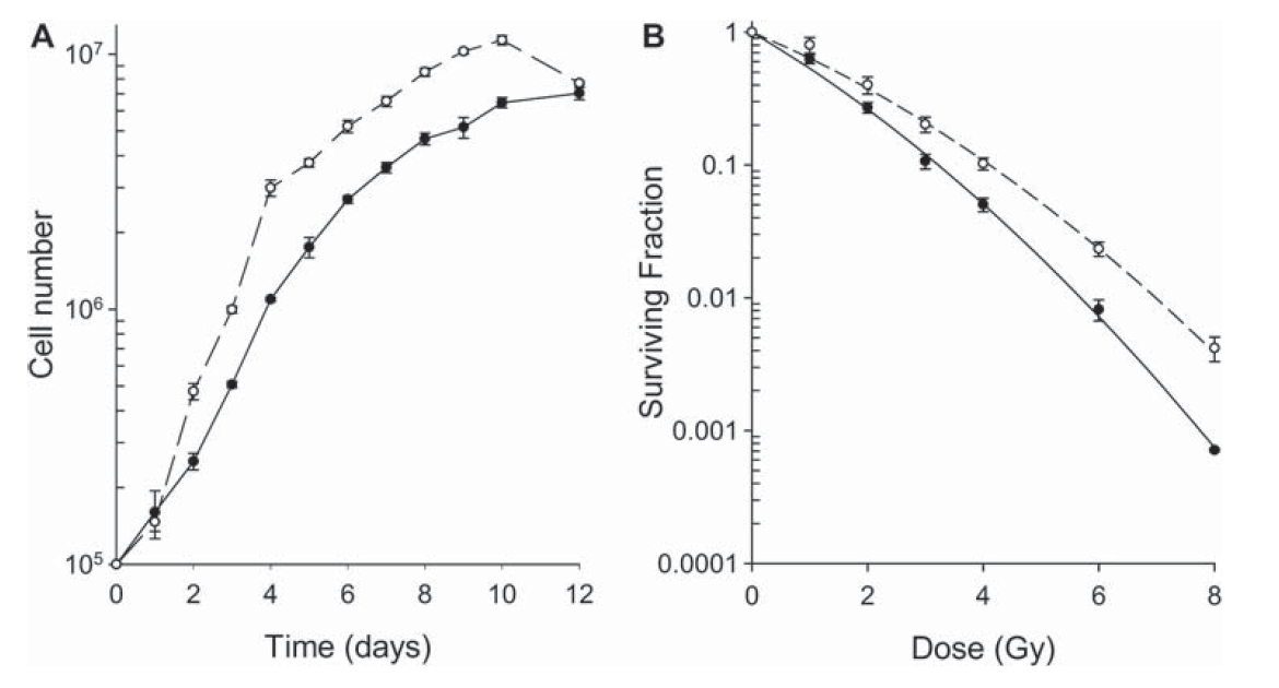 종양 세포의 급속한 성장 그래프 (A) 및 방사선 조사의 강도에 의한 종양 세포 사멸에 의한 생존률의 감소 확인 (B)