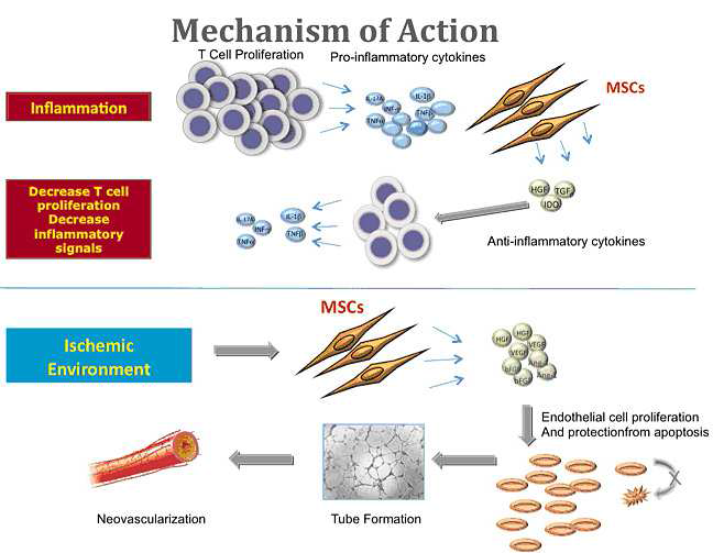 MSC자체에 의한 항 염증물질의 분비