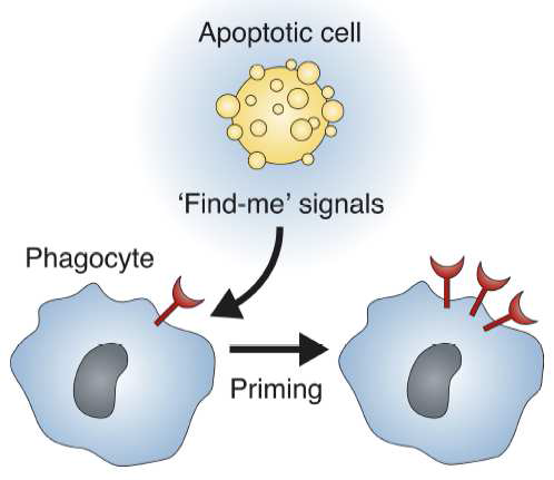 Potential effect of find-me signals on phagocytes