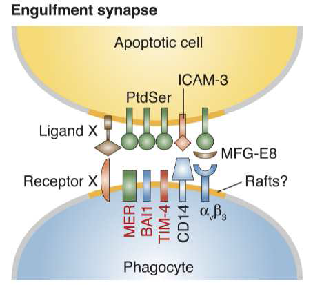 A possible engulfment synapse during apoptotic cell clearance