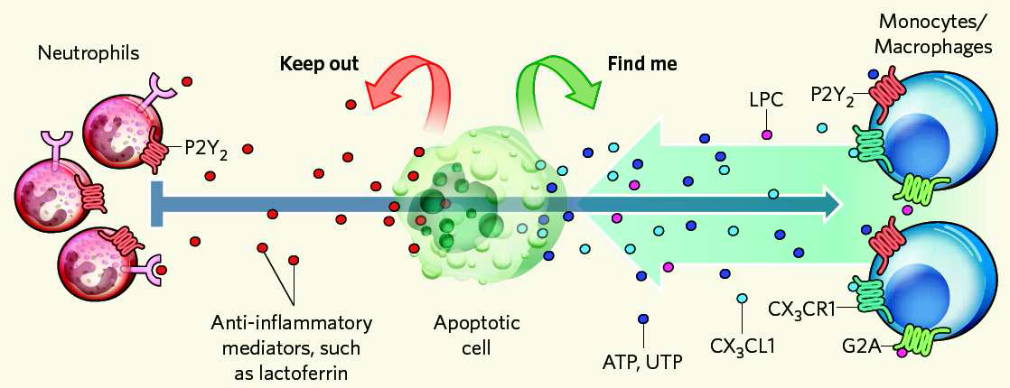 Balancing act between find-me signal and keep-out signal