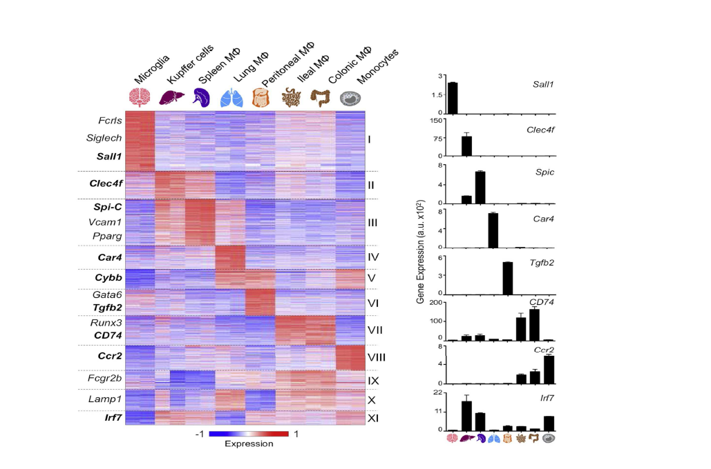 K-means clustering (K = 11) of 3,348 differentially expressed genes in macrophages and monocytes