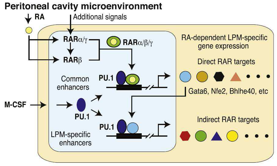 Hierarchical model for mechanisms. The peritoneal environment induces the enhancer landscape and gene expression signature of LPMs