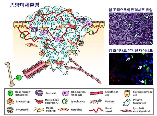 종양 미세 환경과 면역세포