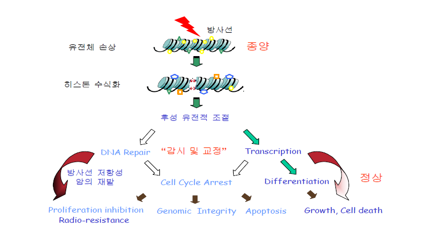 후성유전체와 방사선