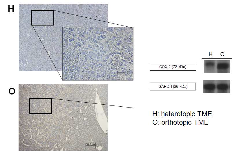 heterotopic과 orthotopic 간암 모델 마우스 종양에서의 COX-2 발현