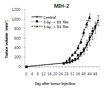 MIH-2의 경우에도 마우스 대퇴부에 방사선 조사를 하지 않고 종양을 심은 경우에 비해서 빠르게 성장하는 것을 관찰하였음