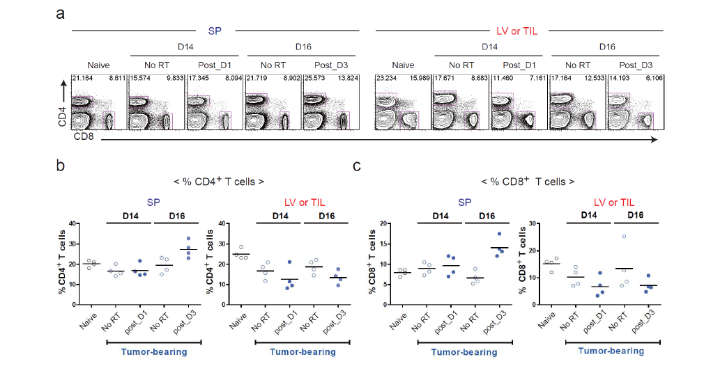 종양미세환경에서 CD4 및 CD8 T 세포의 빈도