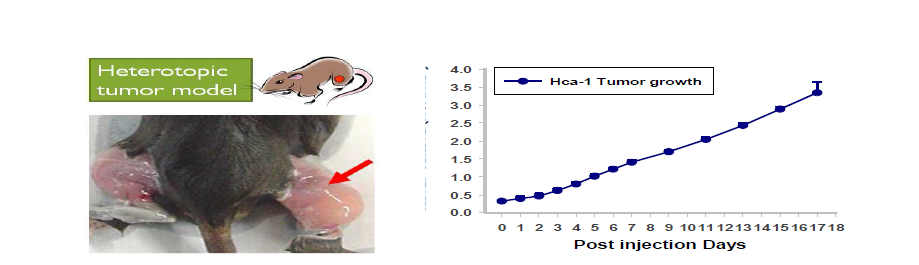 Heterotopic HCa-Ⅰ 동물 모델과 종양성장 양상. 종양은 왼쪽 사진과 같이 Hca-Ⅰ을 주입한 근육 내부 (화살표) 에서 종양을 형성하여 자라기 시작하 고 오른쪽 그래프와 같이 종양의 성장 속도가 빠르기 때문에 동물실험에 적합