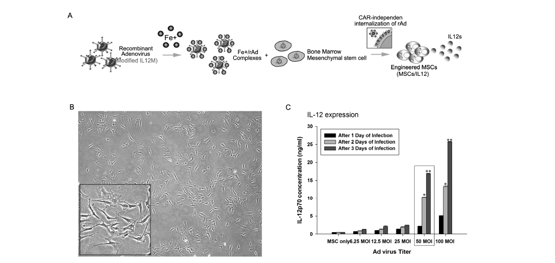유전자 조작 된 MSCs-IL12 의 생산 과정과 (A) 세포의 정상적인 성 장 상태의 형태학적 확인 (B) 및 생산 된 MSCs-IL12 의 IL-12 발현능력정도의 측정 (C). MCSs-IL12에서 IL-12의 발현 농도나 지속시간이 유의성 있게 증가 하는 것을 확인 할 수 있음 (C)