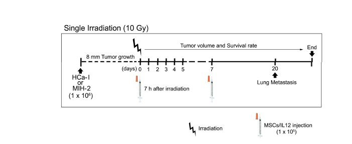 방사선 조사와 MSCs/IL12를 병행처리하기 위한 전략