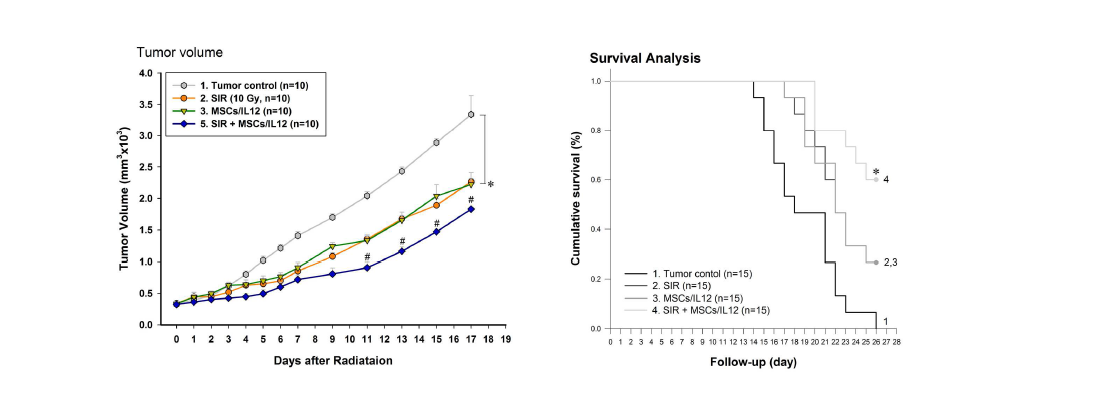 방사선 조사와 유전자 조작 MSCs/IL12의 병행 치료에 의한 종양 성장 의 억제 (왼쪽) 및 생존률의 증가 (오른쪽). SIR: 10 Gy single irradiation