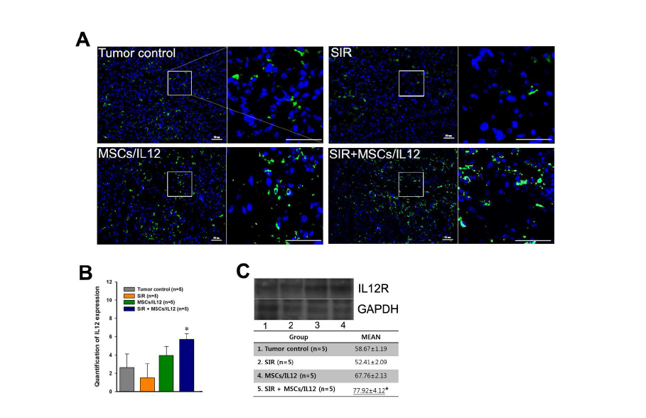 방사선 조사와 MSCs/IL12의 병행 처리에 의한 종양미세환경 내 IL12 증가. SIR: 10 Gy single irradiation