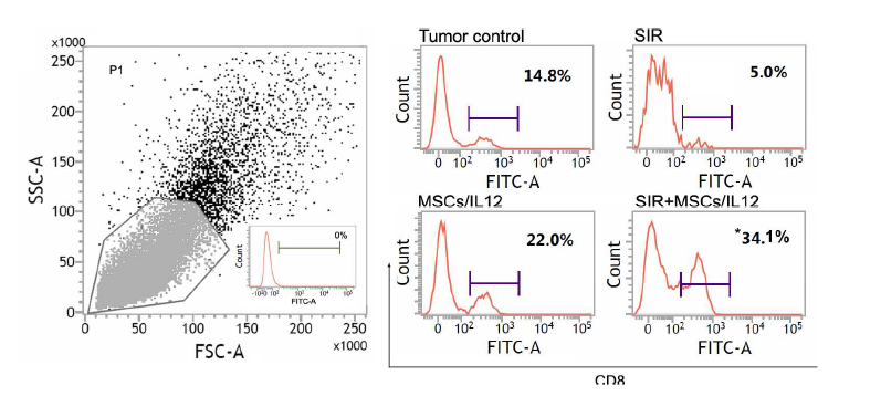 방사선 조사와 MSCs/IL12의 병행 처리에 의한 종양미세환경 내 CD8+ T 세포의 증가. SIR: 10 Gy single irradiation