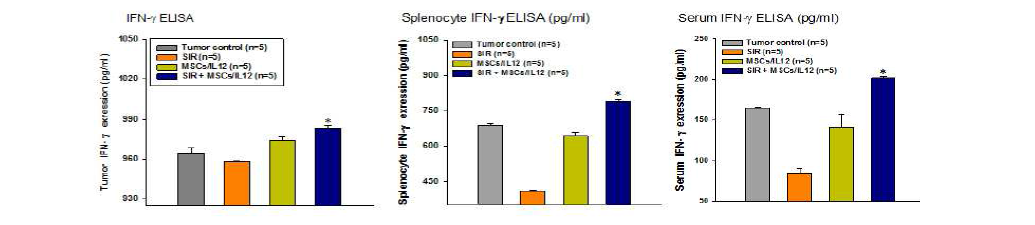 방사선 조사와 MSCs/IL12의 병행 처리에 의한 종양미세환경 내 인터페론 감마의 증가. SIR: 10 Gy single irradiation