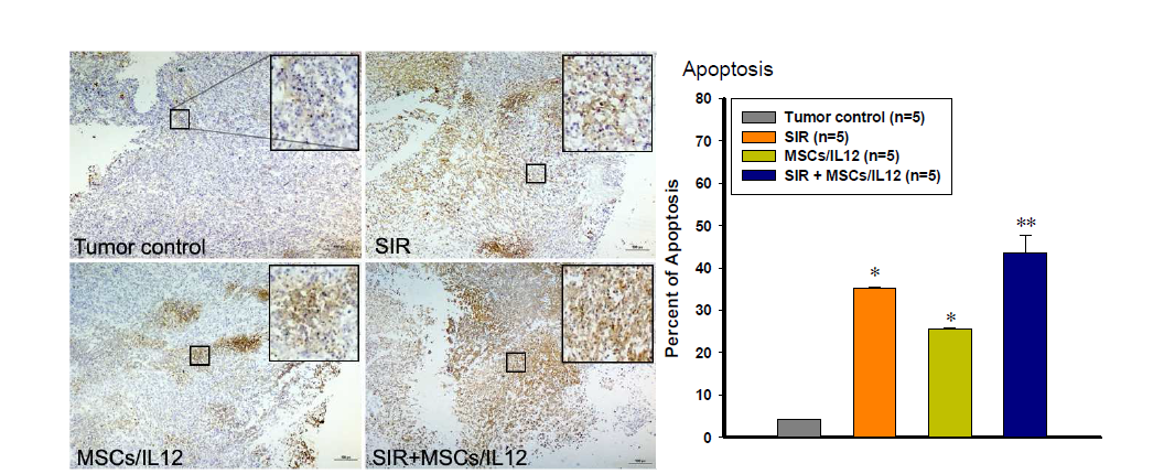 방사선 조사와 MSCs/IL12의 병행 처리에 의한 종양미세환경 내 세포사멸의 증가. SIR: 10 Gy single irradiation